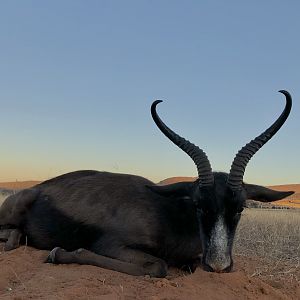 Hunting Black Springbok in South Africa