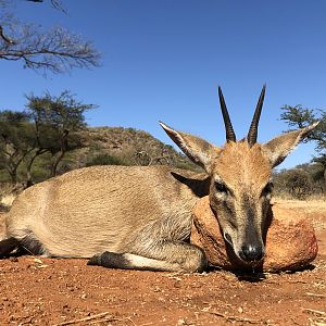 Duiker Hunt South Africa