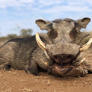 South Africa Hunting Warthog