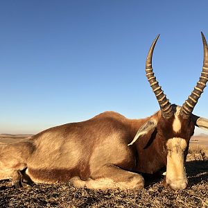 South Africa Hunting Blesbok