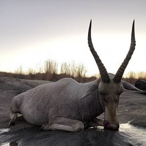 Hunt White Blesbok in South Africa