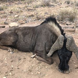 South Africa Hunt Black Wildebeest