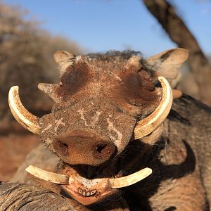 Hunting Warthog in South Africa