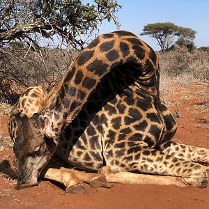 South Africa Hunting Giraffe