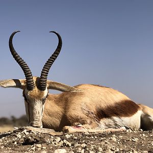 Springbok Hunting South Africa