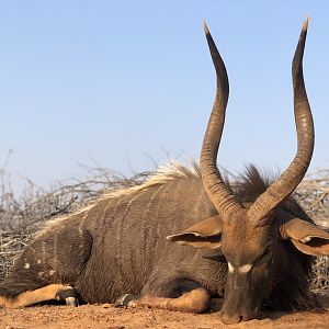 Nyala Hunt South Africa