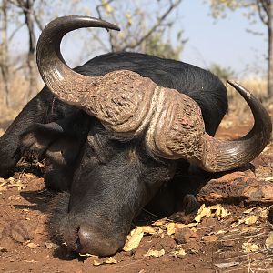 South Africa Hunting Cape Buffalo