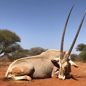 Hunt Golden Gemsbok in South Africa