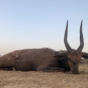 Bushbuck Hunting South Africa