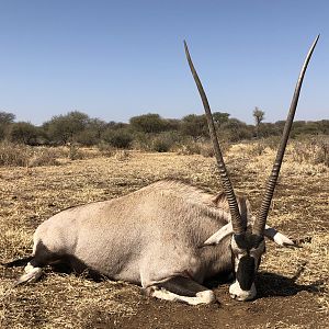 South Africa Hunt Gemsbok