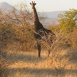 Giraffe