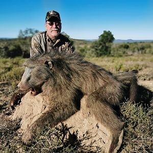 Baboon Hunt South Africa