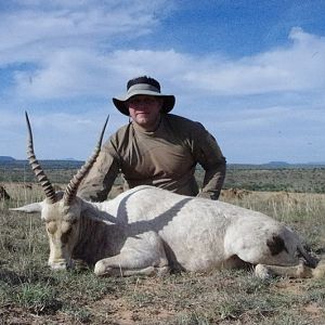 South Africa Hunting White Blesbok