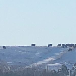 Bison on the horizon