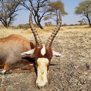 Hunt Blesbok in South Africa