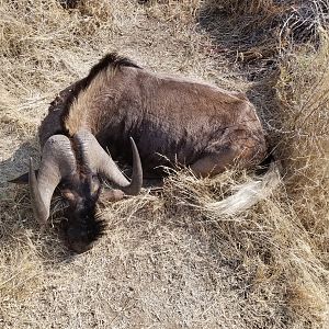 South Africa Hunting Black Wildebeest