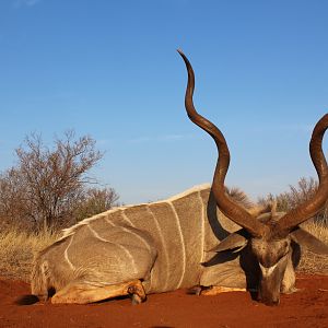 Hunt Kudu in South Africa