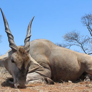 South Africa Hunting Eland