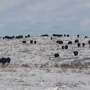 Bison in South Dakota USA