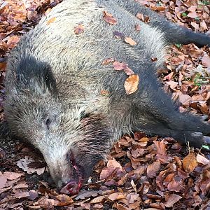 Driven Hunt Boar in Germany