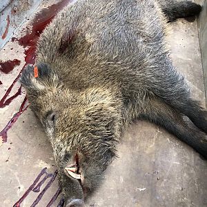 Germany Driven Hunt Boar