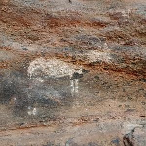 Bushmen cave paintings Namibia