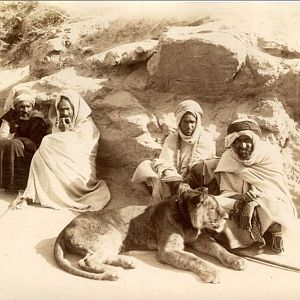 Morocco Hunting Barbary Lions