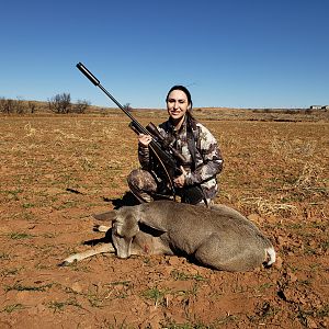 Hunting White-tailed Deer in Texas USA