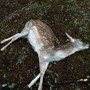 Fallow Deer Driven Hunt Sweden