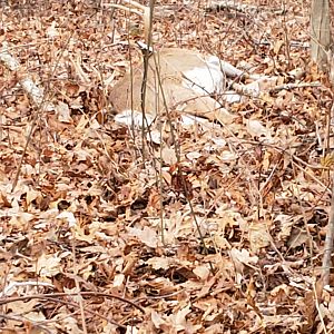 USA Hunting White-tailed Deer