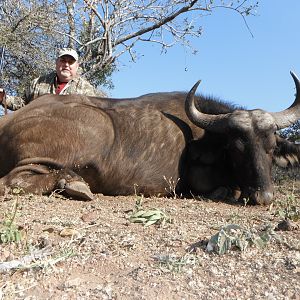 South Africa Hunting Cape Buffalo Cow