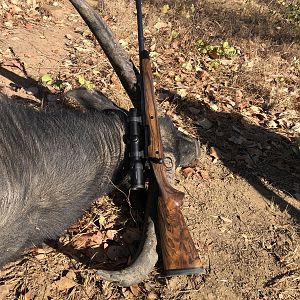 Hunt Asiatic Water Buffalo