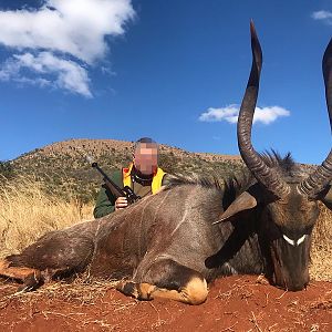 South Africa Hunting Nyala