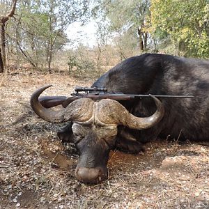 Hunting Buffalo in Zimbabwe