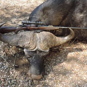 Cape Buffalo Hunt Zimbabwe