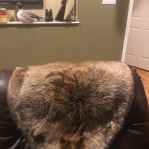 Beaver Rug