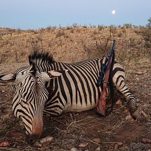 Namibia Hunting Hartmann's Mountain Zebra