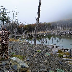 Hunt Beaver in Chile South America