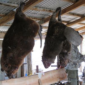 Beaver Hunting Chile South America