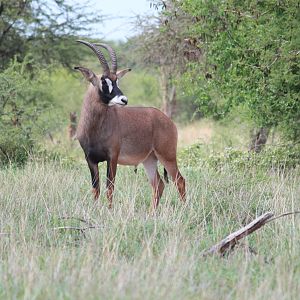 Roan Antelope in South Africa