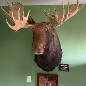 Moose Shoulder Mount Taxidermy