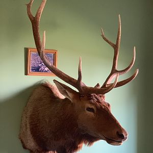 Red Stag Shoulder Mount Taxidermy