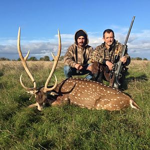 Argentina Hunt Axis Deer