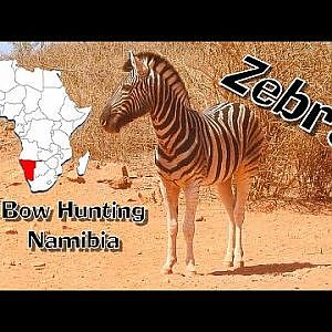 Bow Hunt Burchell's Plain Zebra