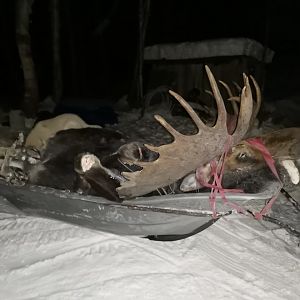 Moose Hunt Kamchatka Russia