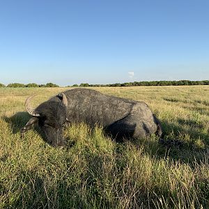 Hunt Water Buffalo in Argentina