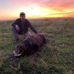 Wild Boar Hunt Argentina