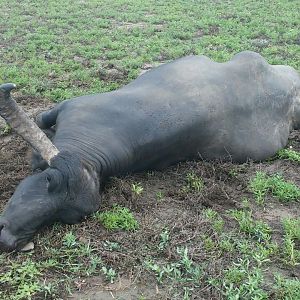 Water Buffalo Hunting Argentina