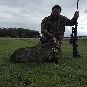 Wild Boar Hunting Argentina