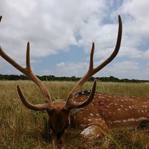 Argentina Hunt Axis Deer